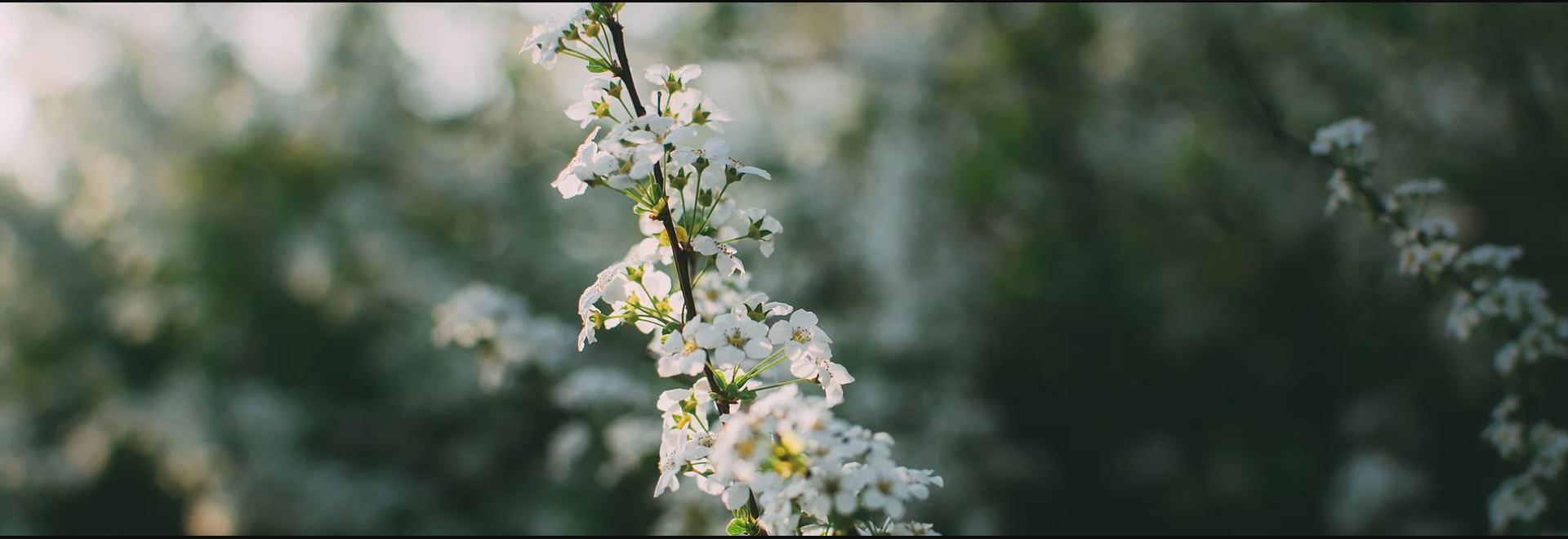 header image - woods