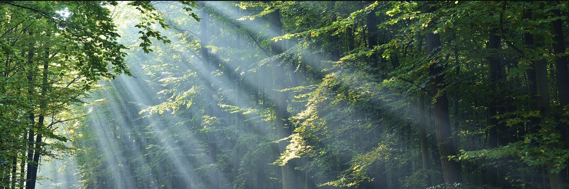 header image - woods